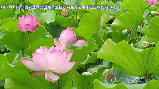 致敬经典ⷦ‰‹拿碟儿敲起来ⷨ忥Š莲湖公园的莲花美景ⷩ™𖩆‰了游客