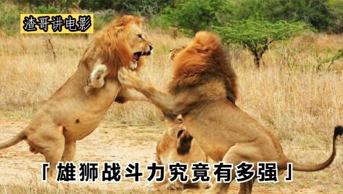 雄狮争夺地盘的真实场景：失败者被撕成碎肉，场面好残忍！纪录片