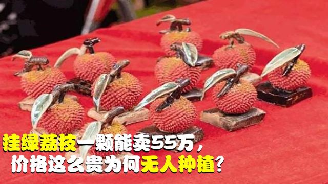 一颗能卖55万,挂绿荔枝价格这么昂贵,为什么没有人种植?