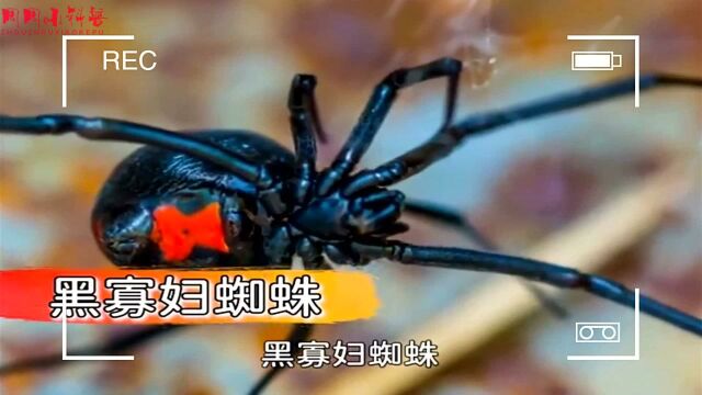 6种看似弱小的可怕动物#“知识抢先知”征稿大赛#