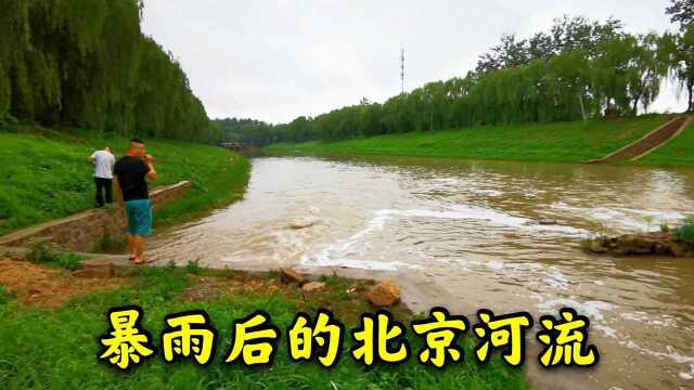 暴雨后的北京河流,水流湍急,岸上还有捞鱼的!