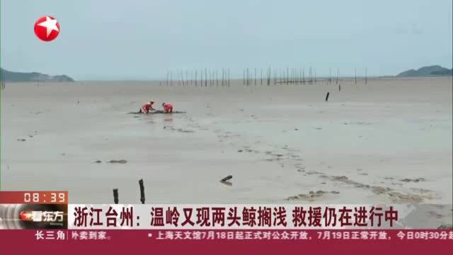 浙江台州:温岭又现两头鲸搁浅 救援仍在进行中