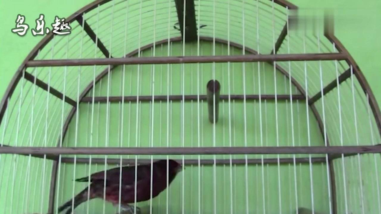 上海紫桂皮芙蓉鸟图片
