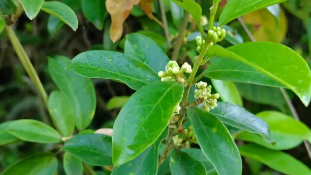 这种开花植物叫匙羹藤,是一种中草药材,来简单认识一下