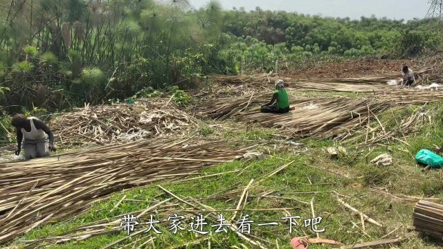 非洲莎草遍地都是,当地人这样加工出售,大家说说做什么用?