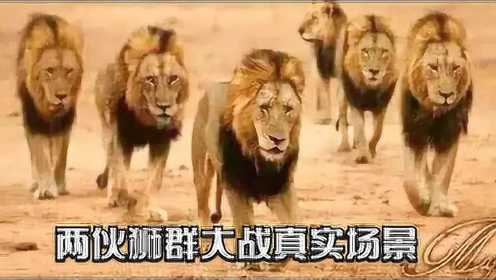 两伙狮群大战真实场景：落单雄狮被4只狮子撕咬，场面惨不忍睹！