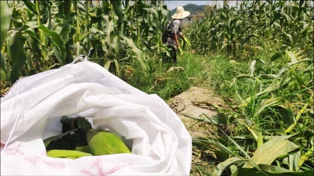 广西人种植的300亩玉米地,半夜来了很多带头灯的人,看看在做啥