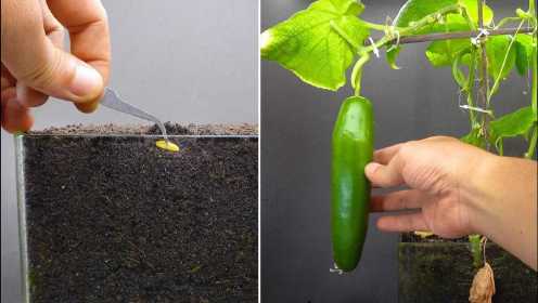 黄瓜的生长过程是怎么样的？牛人用黄瓜籽实验，55天就成熟了！
