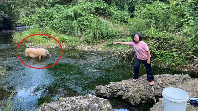 深山抓螃蟹,刚把诱饵放下去就诱来一只300斤重的动物,惊喜了