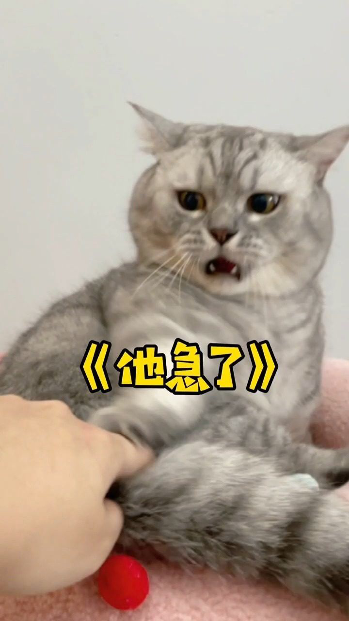 帮我家猫问问有没有什么治痔疮的好办法在线等挺急的搞笑