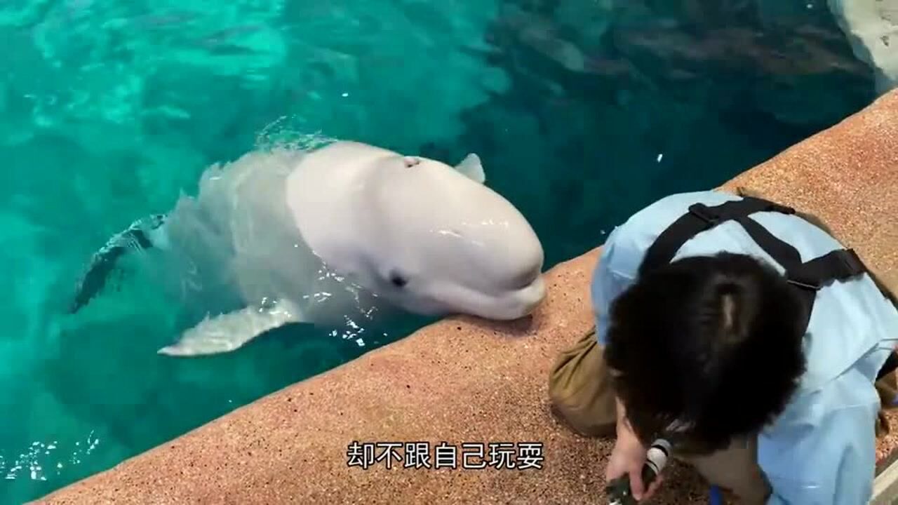 饲养员洗地不搭理自己白鲸骂骂咧咧个不停真是太可爱了