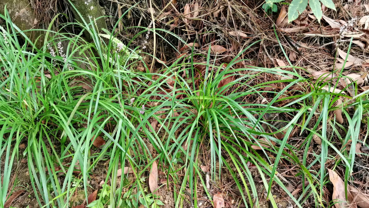 这种野生植物开花很漂亮,它的别名叫鱼子兰!