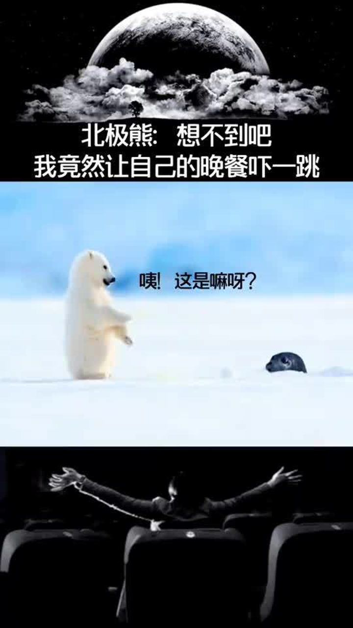 北极熊宝宝北极熊幼崽抠脚时候被自己的晚餐吓了一跳