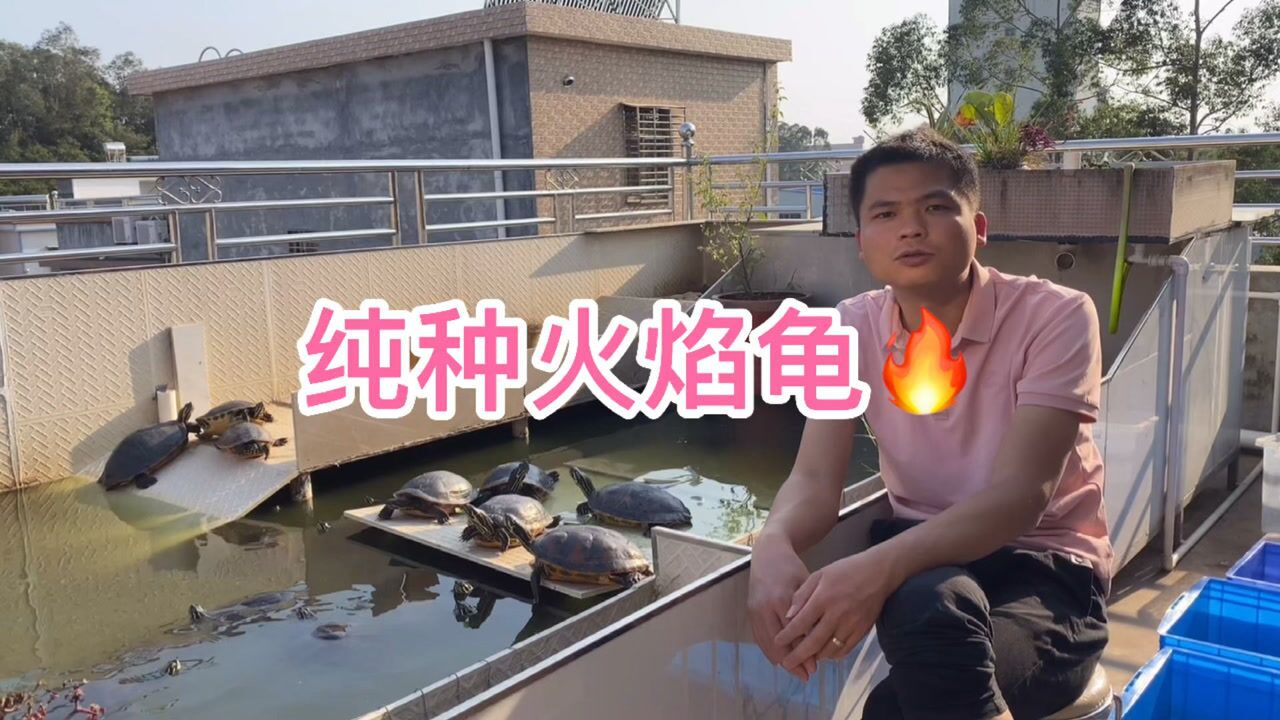 纯种火焰龟怎么选?_腾讯视频