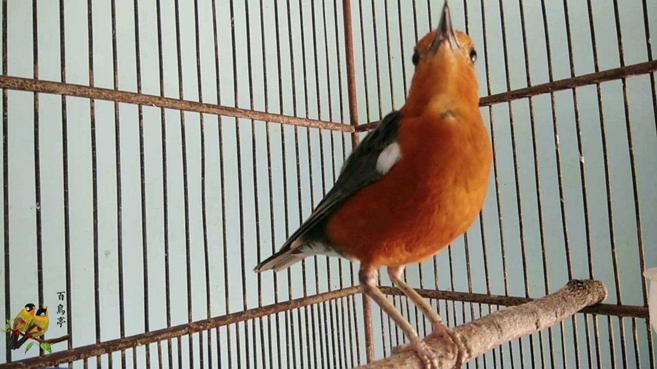 橙头地鸫唱到忘情处就和醉了一样,所以又叫醉叫