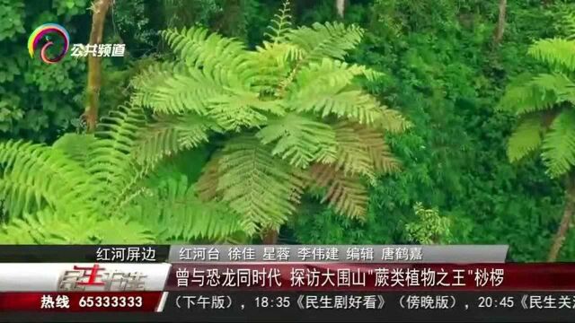 曾与恐龙同时代,探访大围山“蕨类植物之王”桫椤