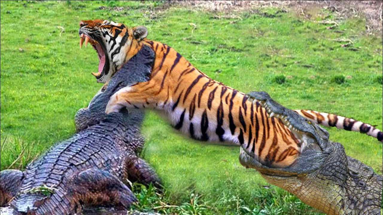 鳄鱼从背后偷袭老虎,激烈大战一触即发