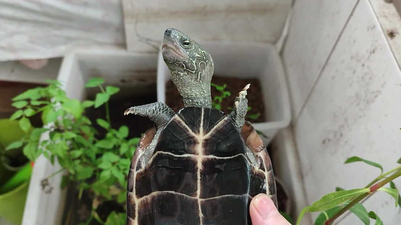 黑腹草龟底板颜色会变淡这是真的草龟黑腹褪色原因和保持黑色的方法黑