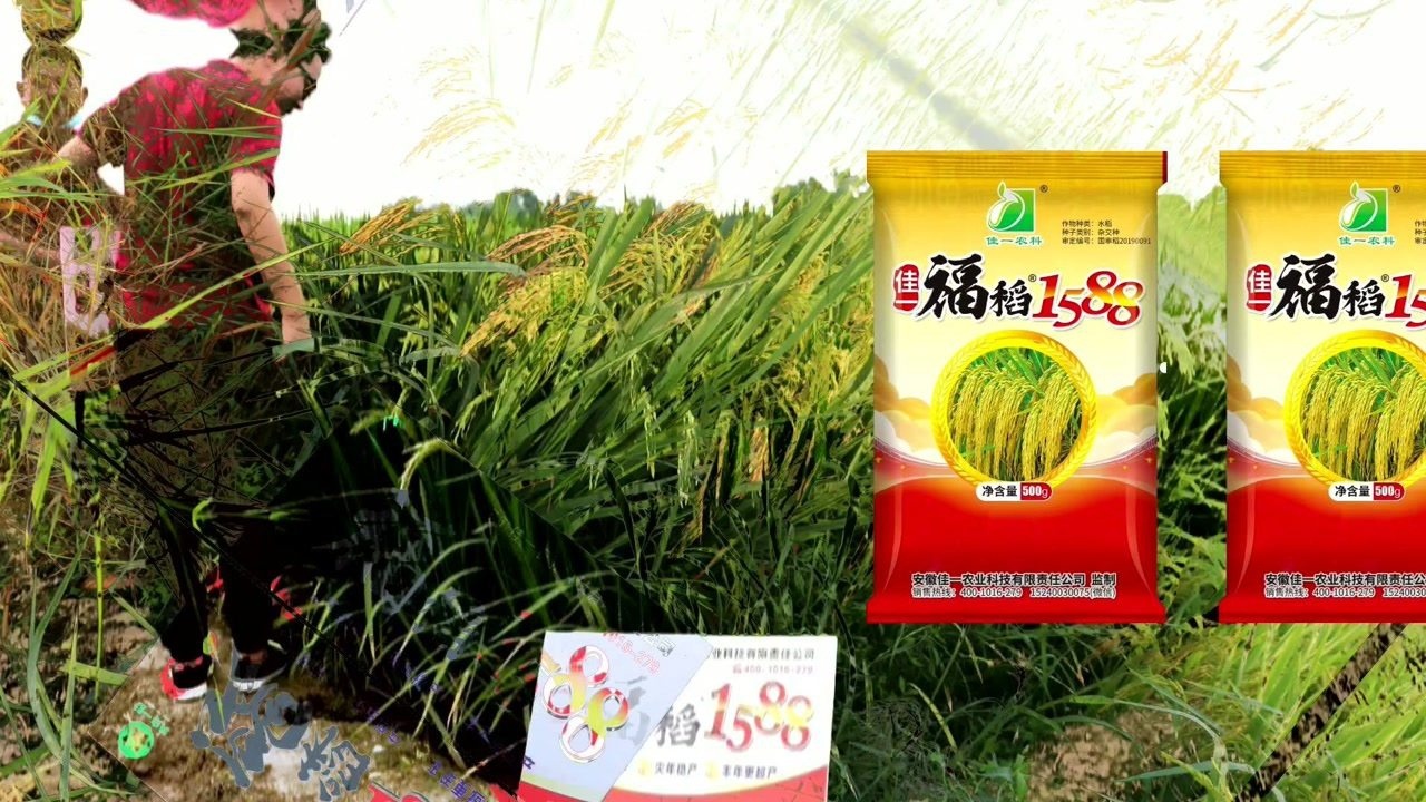 高产优质杂交水稻佳一福稻1588亩产最好900公斤以上