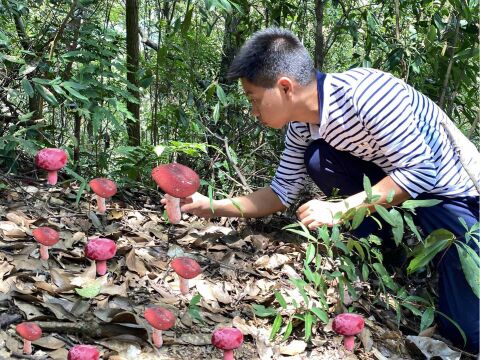 农村这种漂亮红菇疯长,一斤卖到1000元,小伙扒开树叶一朵接一朵