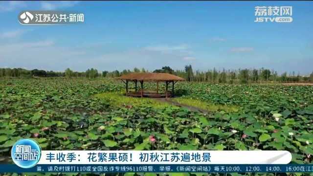 丰收季:花繁果硕!初秋江苏遍地景