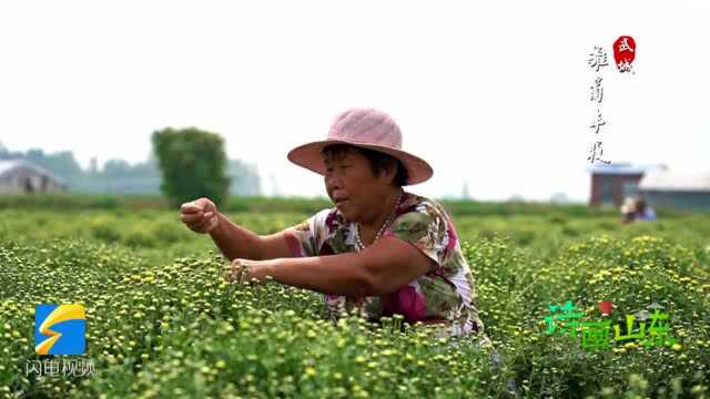 诗画山东|德州武城130余亩雏菊竞相绽放 喜迎丰收