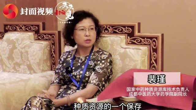 成都中医药大学裴瑾:聚焦红豆杉种质资源保护 打造大健康产业链