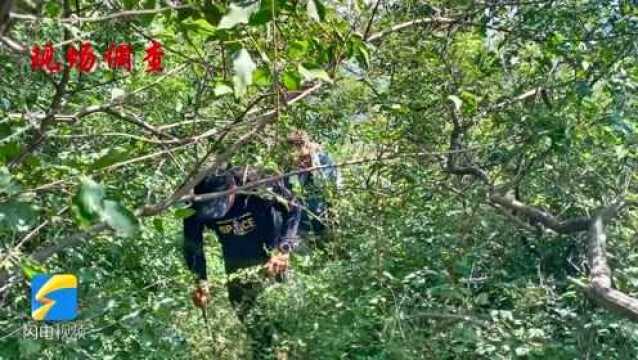 用脚步丈量原山万亩林区 原山林场扎实推进林草生态综合监测外业核实工作