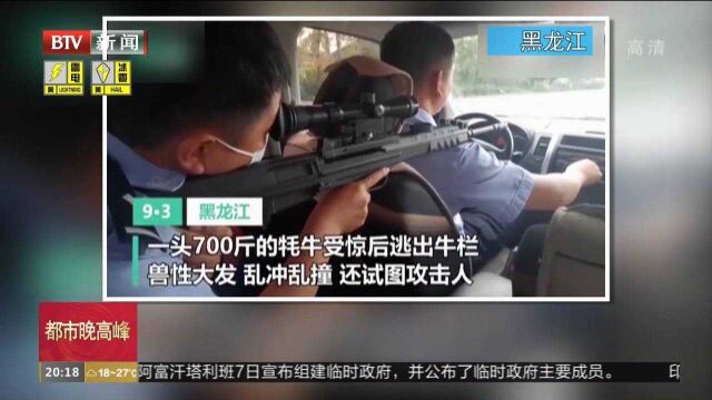 黑龙江:“疯牛”出逃后横冲直撞,民警当诱饵开枪将其击毙