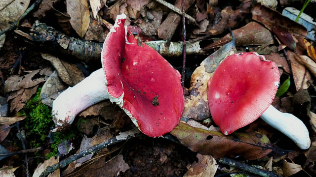 教你如何分辨真假红菇几大特征请您记住