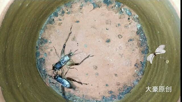 斗蟋蟀:凶猛的两广蟋蟀.和山东蟋蟀有何区别