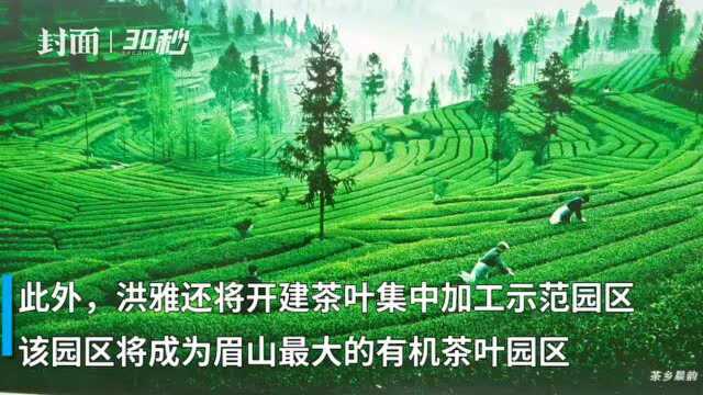 四川第二产茶大县眉山洪雅发布茶叶公用品牌“瓦屋春雪”