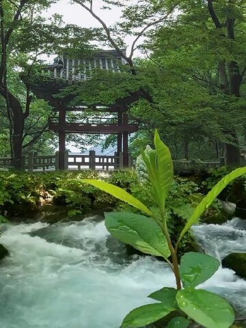 远离喧嚣亲近大自然观山林闻鸟鸣修心之清净得世间大爱风景向往的生活