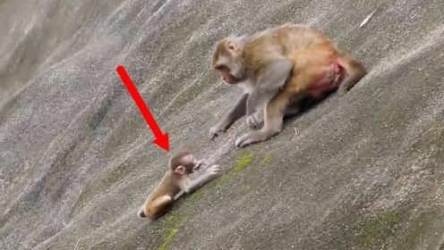 最残忍的母爱，小猴子被妈妈推下悬崖，想置小猴于死地！