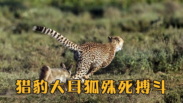 猎豹对大耳狐发起猛烈攻击,大耳狐能逃出魔爪吗