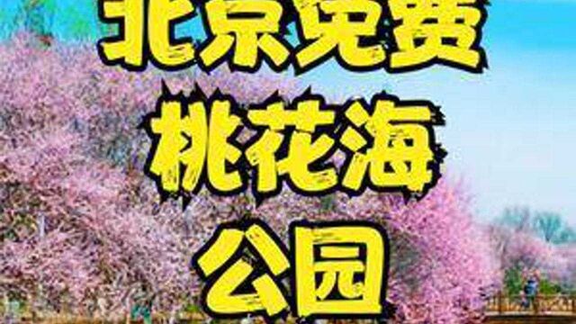 北京这里有个绝美桃花海公园,大片桃花全部十里盛开,关键还免费