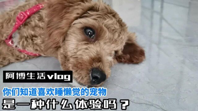 阿博生活vlog:你们知道喜欢睡懒觉的宠物,是一种什么体验吗?