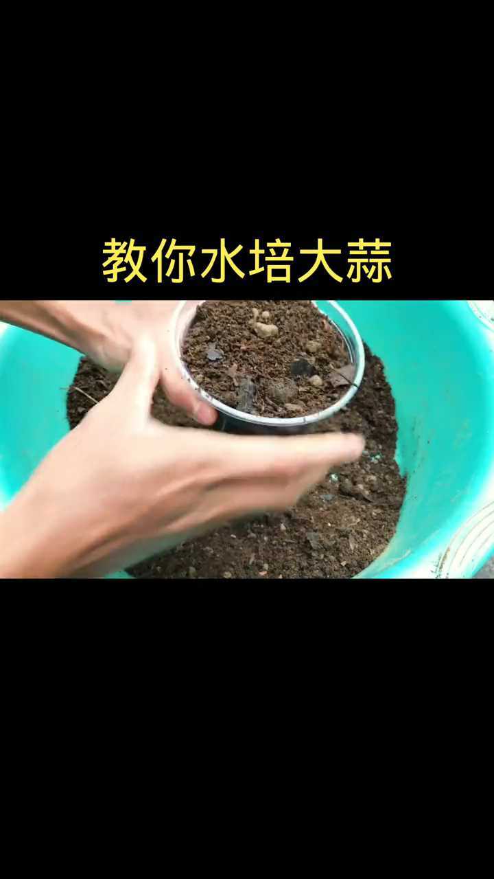 大蒜种植教你水培大蒜腾讯视频