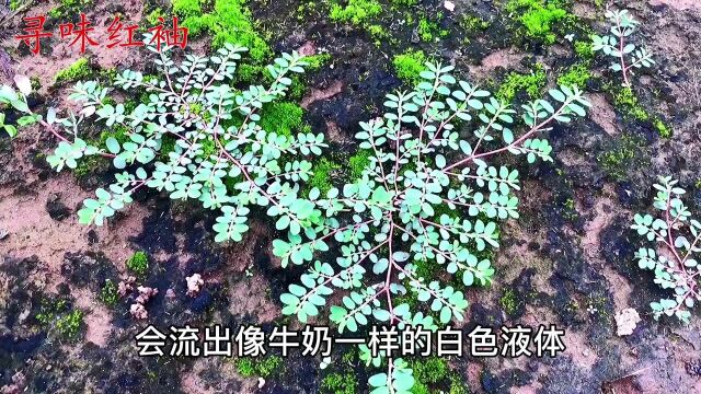 农村常见的地锦草煮水,没想到它的价值这么好?遇见记得挖回家