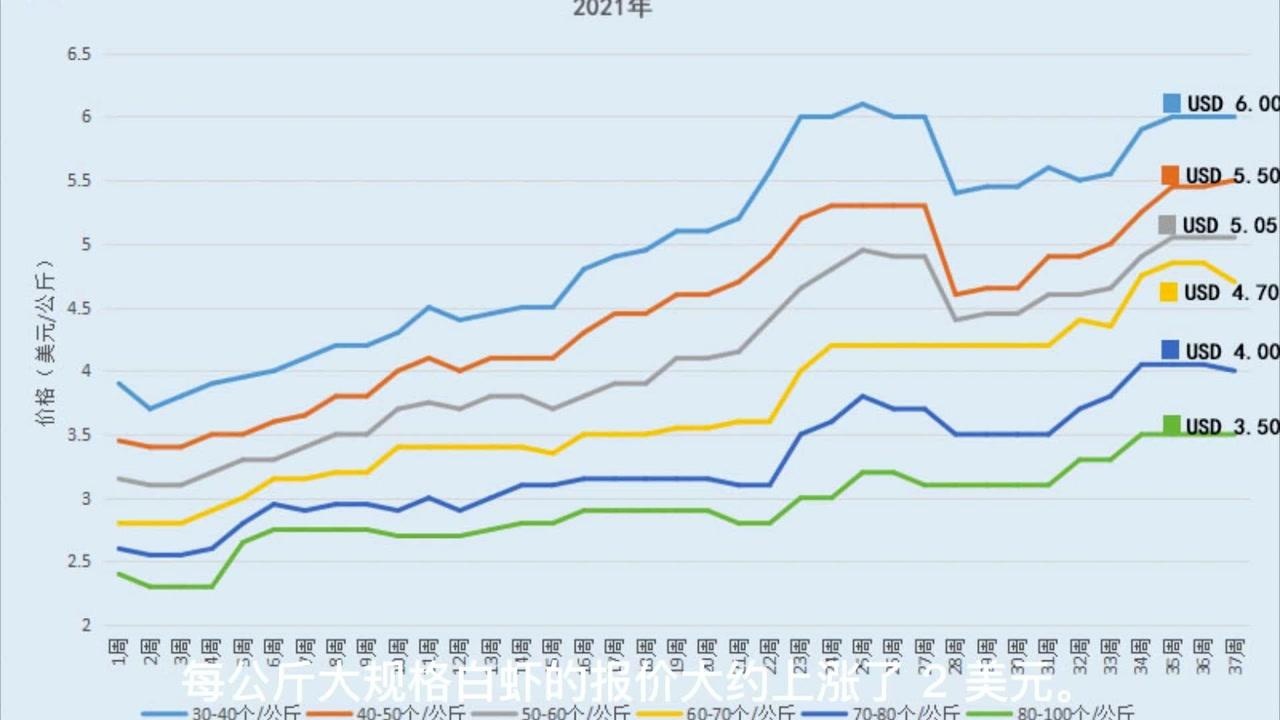 8月厄瓜多尔白虾出口行情,厄瓜多尔虾价格何时能下降?腾讯视频