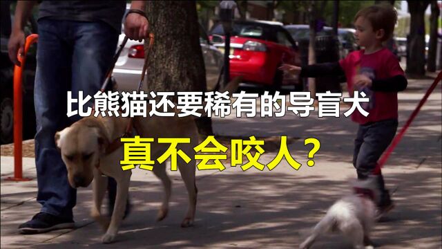 比大熊猫还稀有的导盲犬,真的不会咬人吗?这其实就是一个骗局!