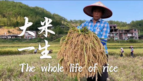 从播种、插秧、收割、晒谷到米饭，大米这一生，是温饱也是艰辛！