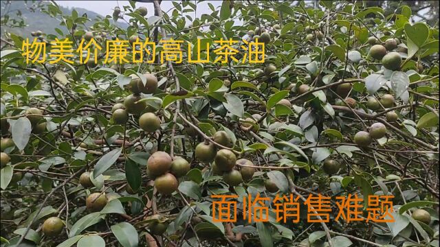 大山里的高山油茶,今年喜获大丰收,但是面临销售难题