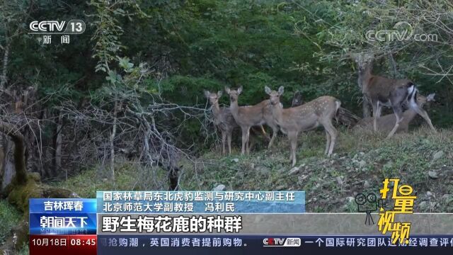 东北梅花鹿野生种群数量恢复至数千只,\