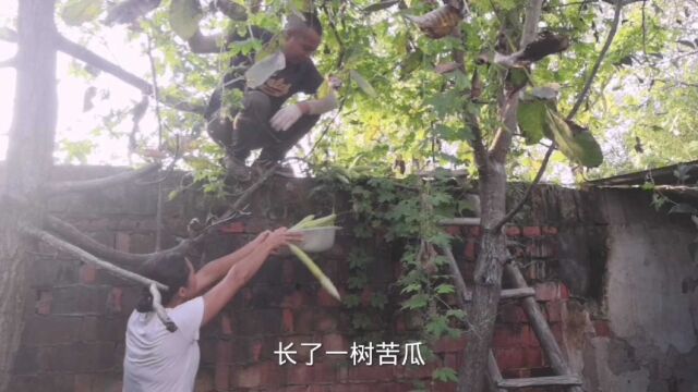 蜗牛养殖五十三:小伙房前屋后种瓜养蜗牛,都长树上了怎么收