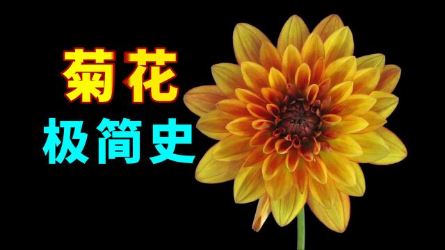 菊花极简史:菊花由一种植物到包含多种文化概念的演变历史