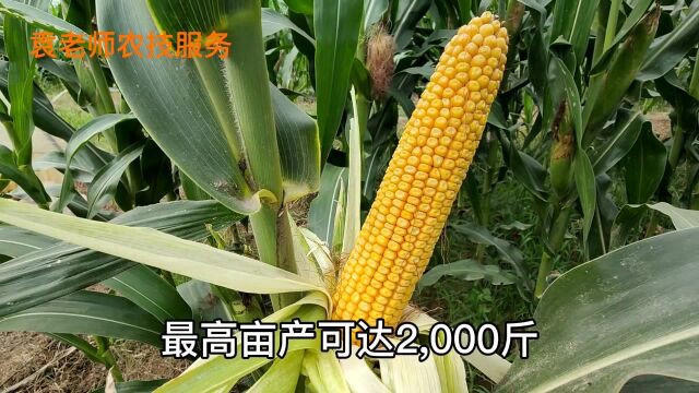 最高亩产3120斤,这个大棒型玉米品种,抗旱抗倒又抗病