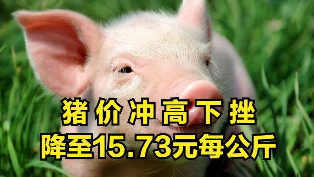 猪价冲高下挫,10月28日:猪价降至15.73元每公斤!