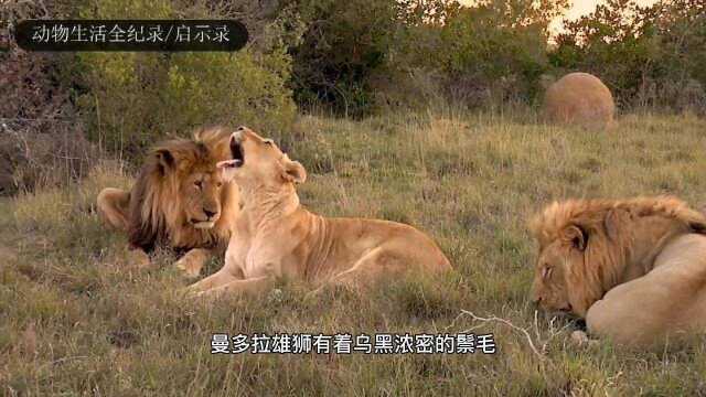 曼多拉雄狮父子联盟:半野生的父子雄狮,没有竞争压力,状态极佳