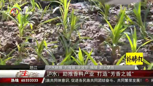 泸水:助推香料产业,打造“芳香之城”